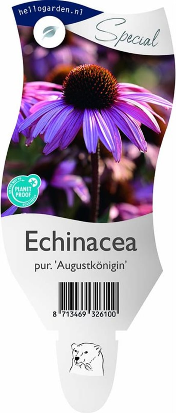 Echinacea p. 'Augustkönigin' - P11